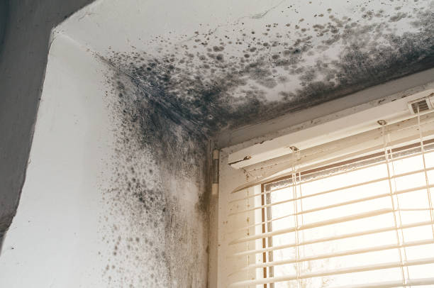 Affordable Mold Remediation solutions in Franklin Park, NJ